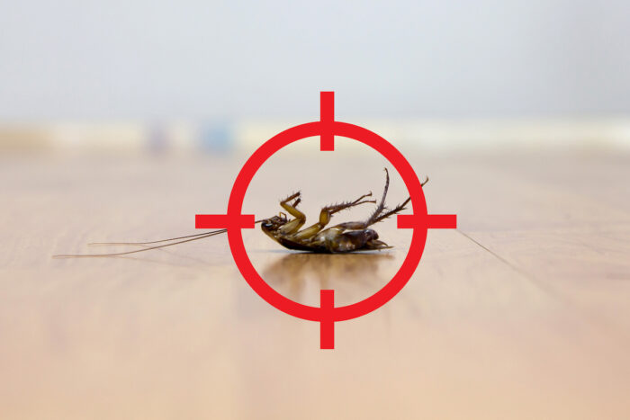 Gun target to kill cockroach.